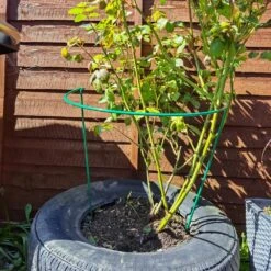 Woodside Steel Garden Plant Support Stakes, Half Round Flower Guard Cage (10 Pack) 8 Woodside Steel Garden Plant Support Stakes, Half Round Flower Guard Cage (10 Pack) -Garden Mirth Sales Store FA2SEF5Z0WY