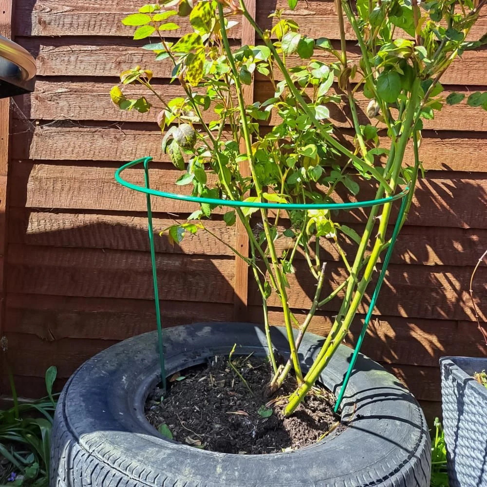 Woodside Steel Garden Plant Support Stakes, Half Round Flower Guard Cage (10 Pack) 5 Woodside Steel Garden Plant Support Stakes, Half Round Flower Guard Cage (10 Pack) - Image 3