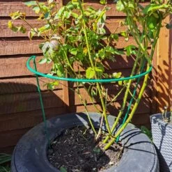 Woodside Steel Garden Plant Support Stakes, Half Round Flower Guard Cage (10 Pack)