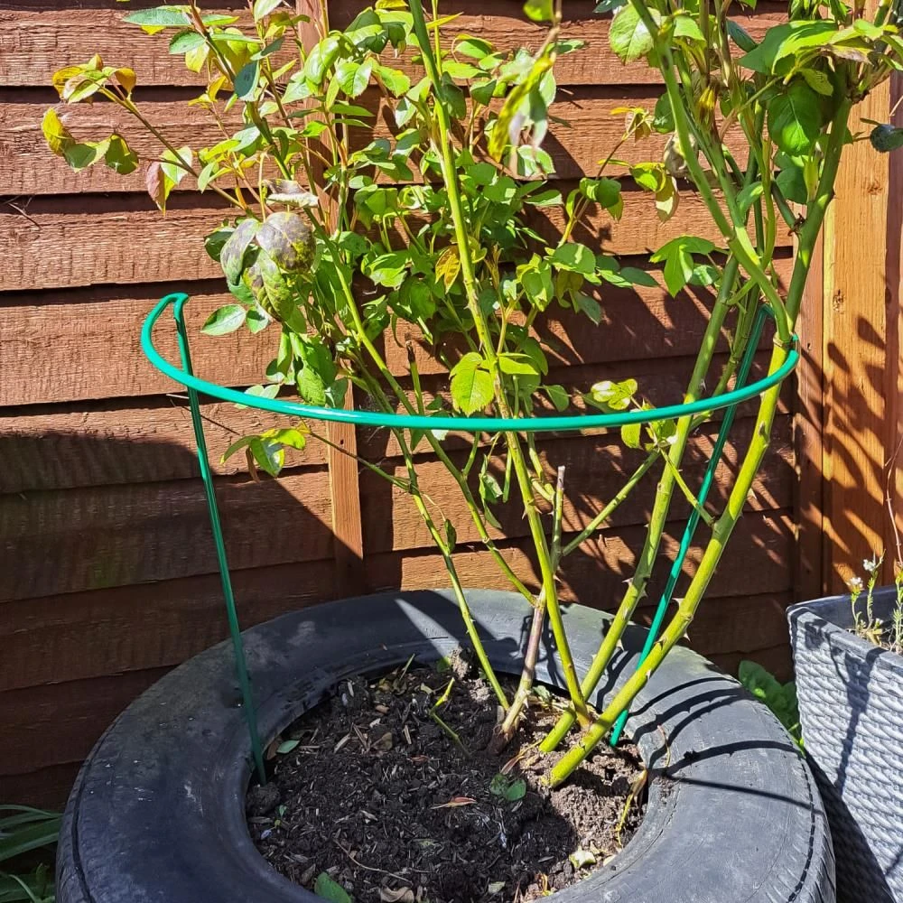 Woodside Steel Garden Plant Support Stakes, Half Round Flower Guard Cage (10 Pack) 3 Woodside Steel Garden Plant Support Stakes, Half Round Flower Guard Cage (10 Pack)