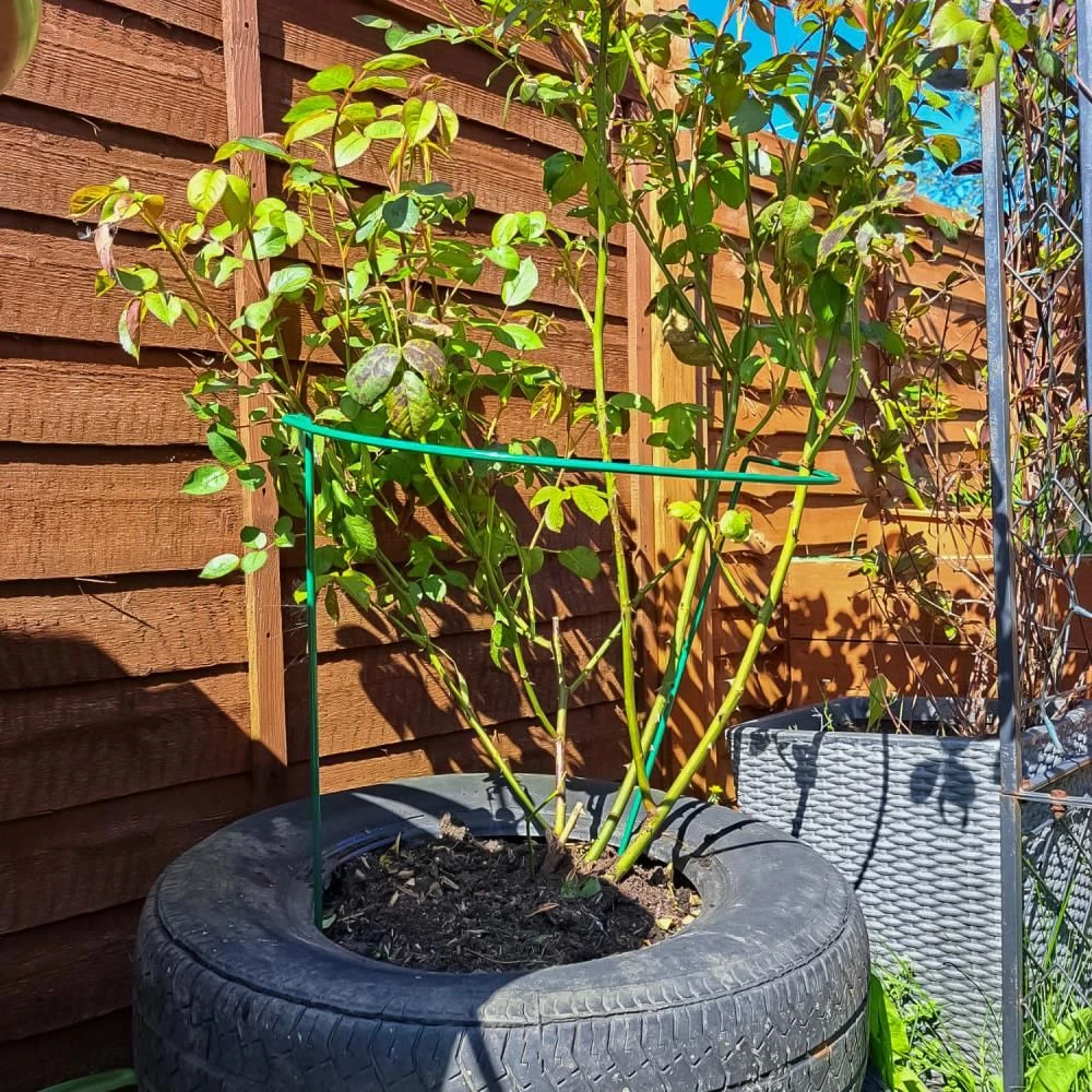 Woodside Steel Garden Plant Support Stakes, Half Round Flower Guard Cage (10 Pack) 4 Woodside Steel Garden Plant Support Stakes, Half Round Flower Guard Cage (10 Pack) - Image 2