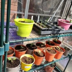 Woodside Greenhouse Shelving 2 Pack -Garden Mirth Sales Store NYIWN0LNUDS