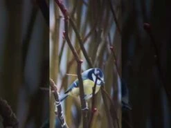 Woodside Waterproof Hunting/Photography BAK4 20-60x80 Spotting Scope + Accessories -Garden Mirth Sales Store hqdefault 3 3